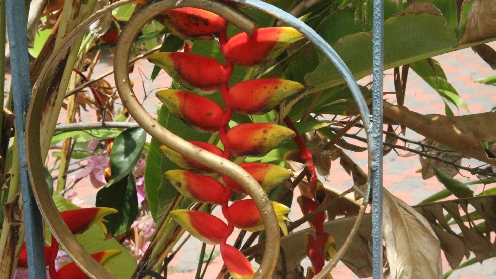 Sweetsop Jamaica Villa And Tour Montego Bay